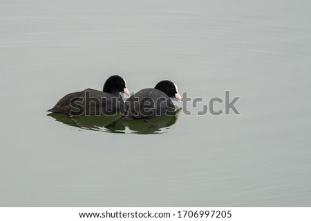 Two Coots Synchronously Swimming on the Silent Lake