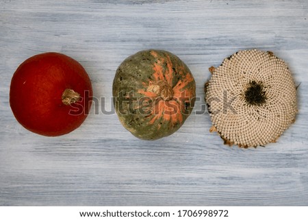 Set of autumn agrarian fruits. Orange pumpkin, green yellow pumpkin and sunflower flower with white ripe seeds on white wooden background.