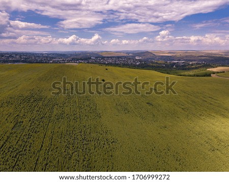 Aerial Flying over Blooming yellow sunflowers field with blue cloudless sky. Sunflowers field under blue sky with white fluffy clouds. Wonderful drone photo for ecological concept