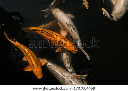 Colorful fish in the water. Black background