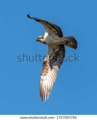 river hawk or western osprey (Pandion haliaetus) in flight, wildlife animal