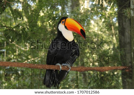 
Amazing Toucan in Brazil