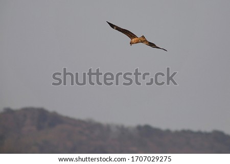 The black kite which flies in the sky