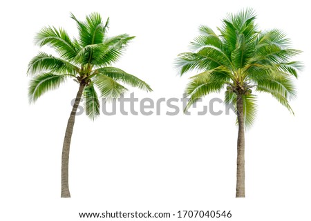 Coconut palm tree isolated on white background. Royalty-Free Stock Photo #1707040546
