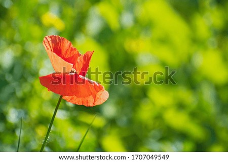 Closeup nature view of lonely scarlet  fresh poppy flower on blurred greenery floral background with copy space with some bokeh