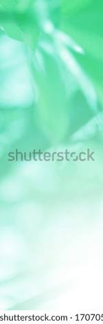 Green mint light leaves blurred and blur natural abstract. Effect sunlight  soft bright shiny style  bokeh circle yellow and orange blurry morning . For wallpaper backdrop and background.
