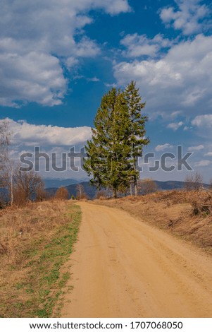 The country or gravel road in the middle of the wild