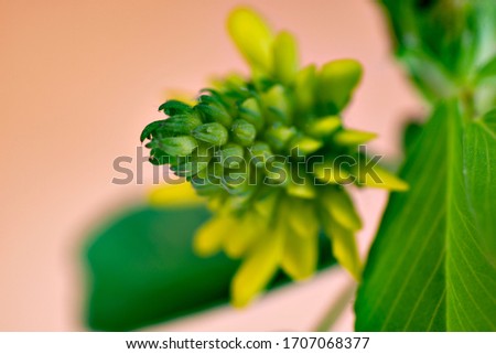 Flower of yellow lucky clover