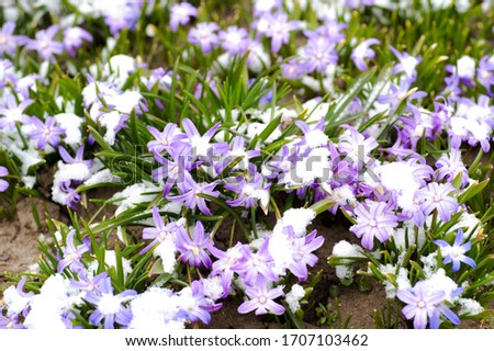 Pale pink snowdrops chionodoxa with green leaves and partially covered with freshly fallen snow. Natural background.