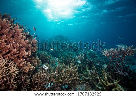 Beautiful colourful corals and fish, taken on the Reef