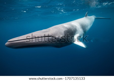 Whales swimming underwater - Dwarf Minke Whale Royalty-Free Stock Photo #1707135133