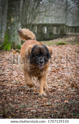 Female leonberger dog in outdoor environment