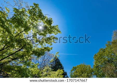 Blue sky and fresh green tree