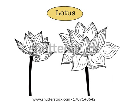 The lotus flowers line art. Raster illustration. 