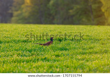 male pheasant in a field in austria