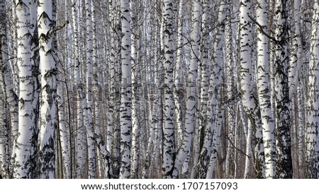 Trunks of young white birches lit by the sun in a birch tree. View of Spasskaya Mountain. Spring in the foothills of the Western Urals.