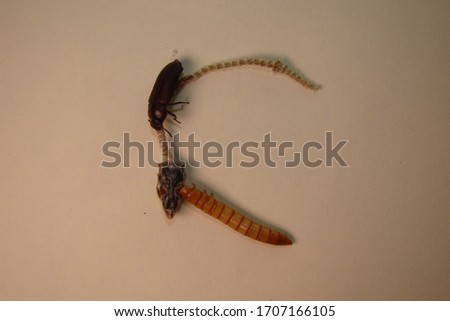 mealworm; life cycle of a mealworm (Larva and Adult)
Meal worms eating lizard carcass. superworm; Stages of the meal worm; the life cycle of a mealworm, meal worms, super worm.
insects, insect, bugs
