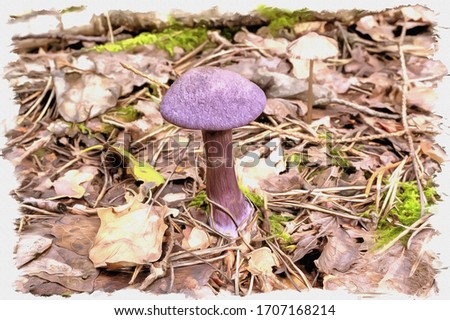 Oil paint on canvas. Picture with photo, imitation of painting. Illustration. Mushroom Cortinarius violaceus in their natural habitat