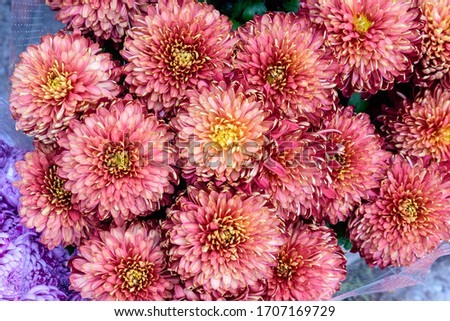 Bouquet of vivid red Chrysanthemum x morifolium flowers in a garden in a sunny autumn day, top view or flat lay of beautiful outdoor floral background photographed with soft focus
