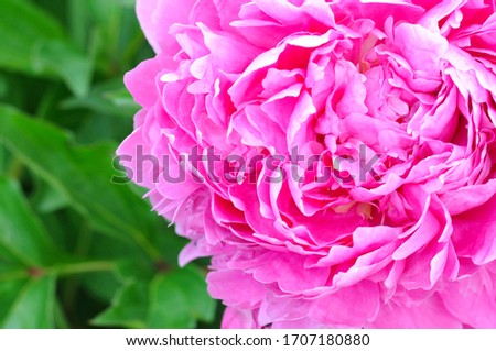 flower peony in full blossom vibrant pink color on a background of green leaves. close up