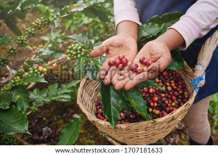 Coffee picker show red cherries on basket background Royalty-Free Stock Photo #1707181633