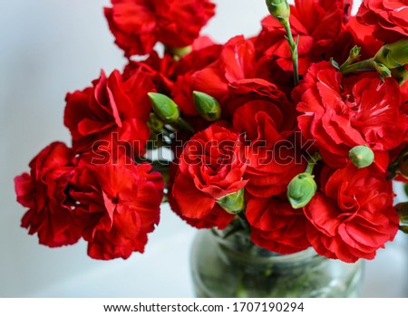 Dianthus caryophyllus, commonly known as the carnation or clove pink Royalty-Free Stock Photo #1707190294