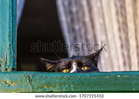 black-white colored cat with yellow eyes looking outside a window