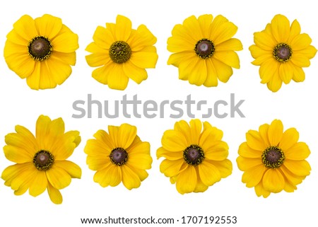 Yellow Corn Marigold daisy as background picture.flower on clipping path.