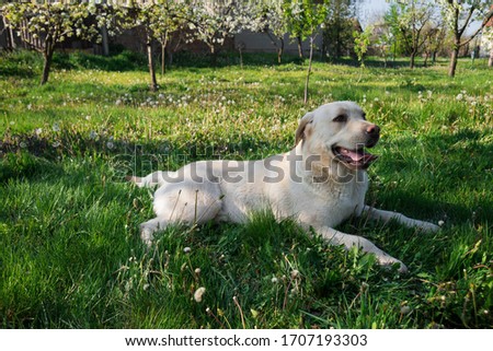 The picture shows a beautiful big white labrador retriever playing on the green grass