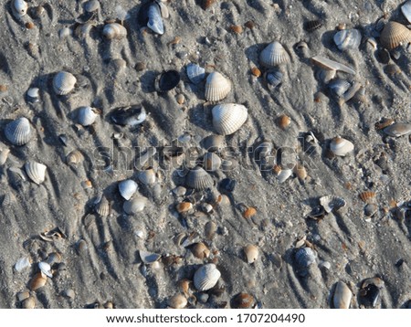 Shells in summer at the beach 