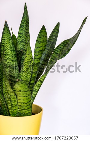 Close-up on the interesting pattern leaves of a snake plant (Sansevieria zeylanica) in yellow pot on white background. Attractive houseplant detail against white backdrop..