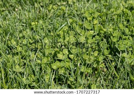 Clover weeds growing in green grass of lawn. Concept of home DIY lawn care and landscaping