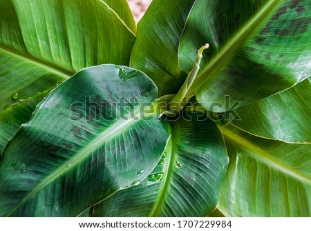 Close-up on blotchy leaves of a  Dwarf Cavendish banana plant (musa dwarf) forming attractive rosette. Beautiful exotic houseplant foliage detail. Royalty-Free Stock Photo #1707229984