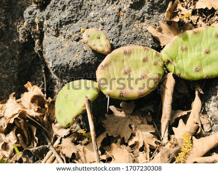 succulent plant wild cactus in the woods