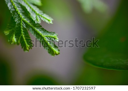 Closeup nature view of beautiful fern on blurred greenery background in garden with copy space for text using as background natural green plants landscape, ecology, fresh cover page concept.