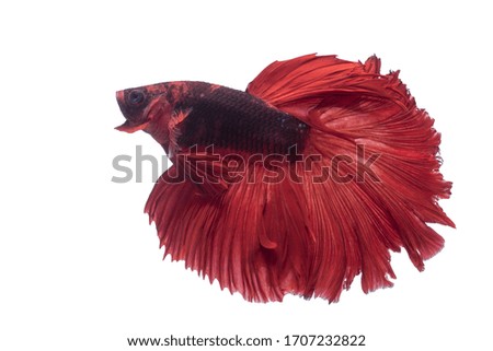 Beautiful colors"Halfmoon Betta" capture the moving moment beautiful of siam betta fish in thailand on white background