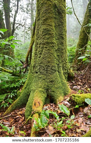 Vertical picture of bright green moss covering the trunk of an old big tree in a dense forest with high humidity. Allowing to see a thin mist behind the tree creating a mysterious atmosphere