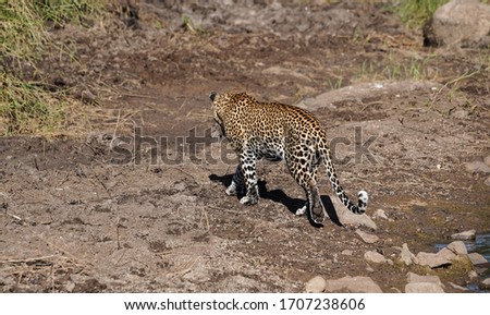 Wild leopard walking and drinking near water hole in Kruger national park, South Africa.