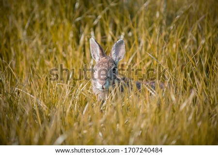 Wild rabbit in its natural habitat at sunset time