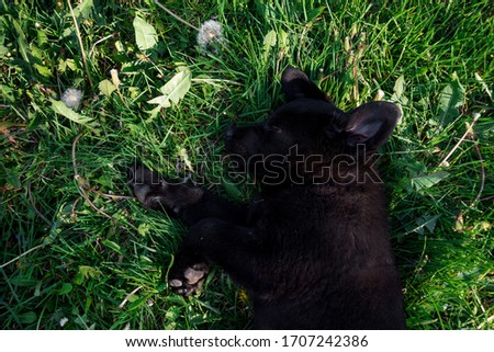 The picture shows a beautiful little black labrador retriever sleeping on green grass