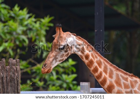 Closeup view of a giraffe face