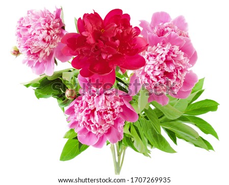 beautiful peony flowers bunch isolated on white background