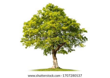 big tree isolated on white background, celtis sinensis, hackberry tree Royalty-Free Stock Photo #1707280537