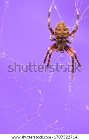 Orange Striped Brown Spider Birds Eye View Waiting on Web with Solid Color Background Macro Closeup