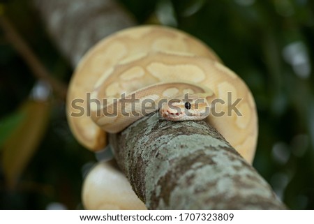 Python ball lying on a tree.