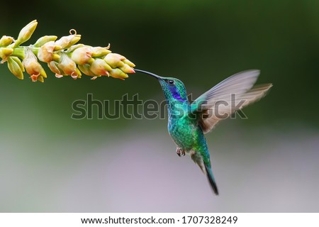 Hummingbird - Green violet ear (Colibri thalassinus) flying to pick up nectar from a beautiful flower of a bromelia, San Gerardo del Dota, Savegre, Costa Rica. Action wildlife scene from nature. Royalty-Free Stock Photo #1707328249