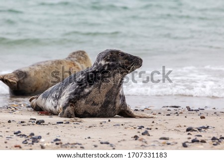 Helgoland, Dune Island, Halichoerus grypus, seal - colony of tuna lies on a sandy beach, in the background beautiful, blue, sea.