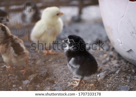Small chicks in a cage  Looking for food from the ground around.