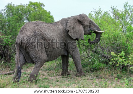 Encountered this Elephant while visiting the famous Kruger National Park in South Africa.