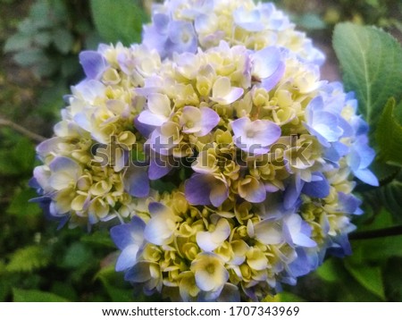 hydrangea,beautiful hydrangea,blue flower,white flower,gardening hydrangeas flowers